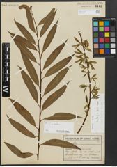 Foto von Salix alba L. x Salix fragilis L.
